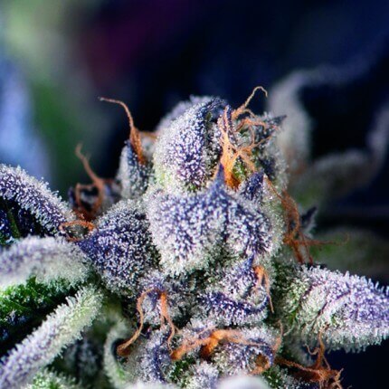 PYRAMID SEEDS - COOKIES USA