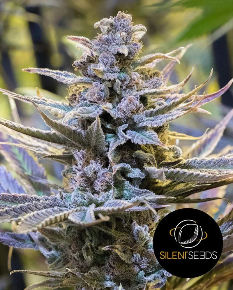 Silent Seeds - COOKIELATO