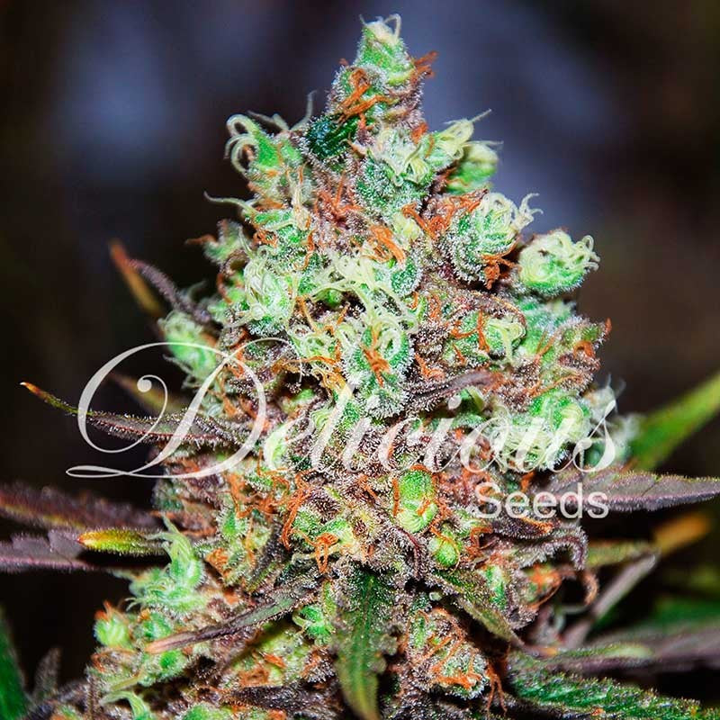 DELICIOUS SEEDS - COTTON CANDY KUSH
