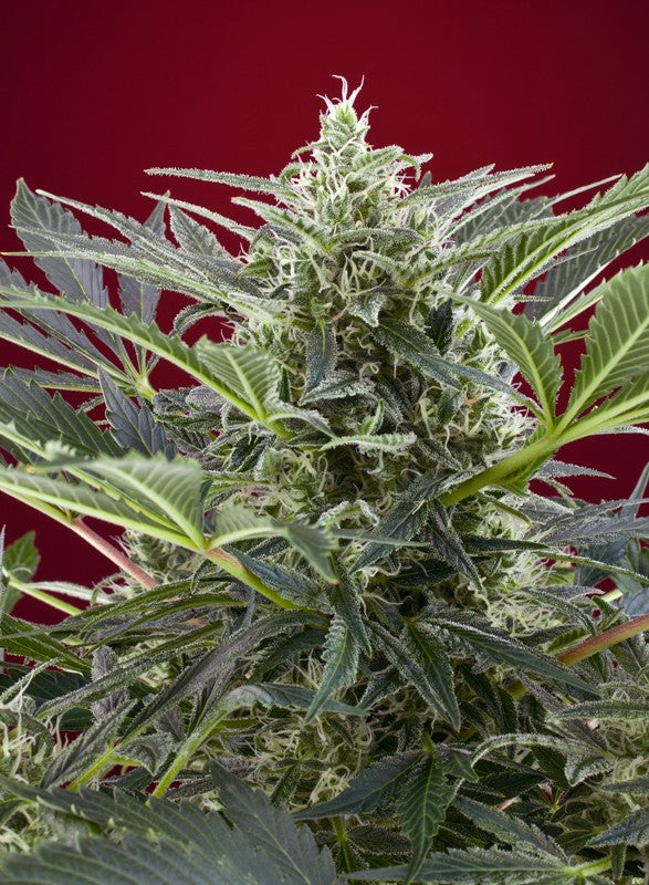 SWEET SEEDS - CREAM 47 FEMMINIZZATA