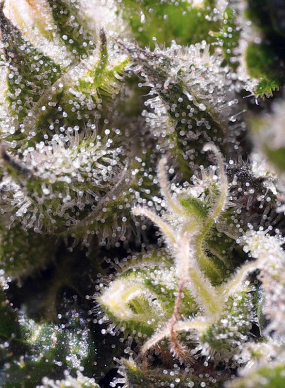 SWEET SEEDS - CREAM CARAMEL AUTO