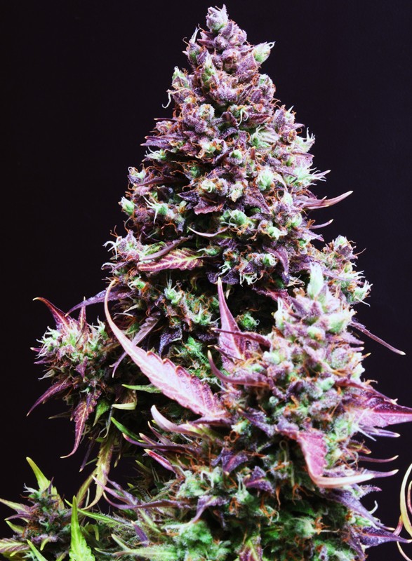 SWEET SEEDS - CREAM CARAMEL AUTO