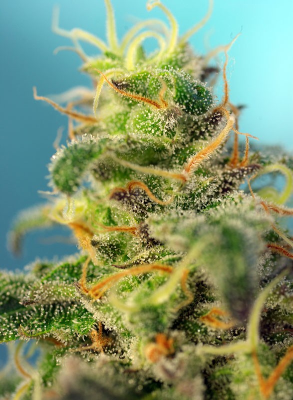 SWEET SEEDS - CREAM CARAMEL CBD