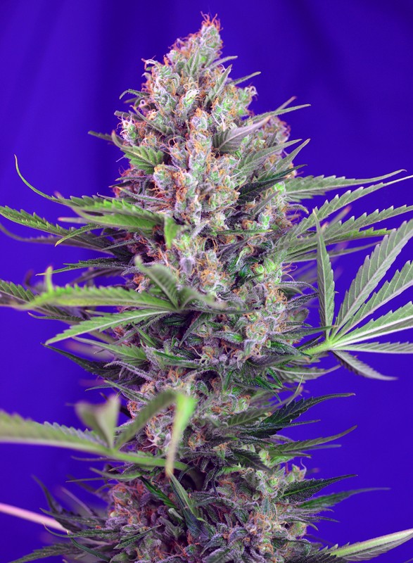 SWEET SEEDS - CREAM MANDARINE F1 FAST VERSION