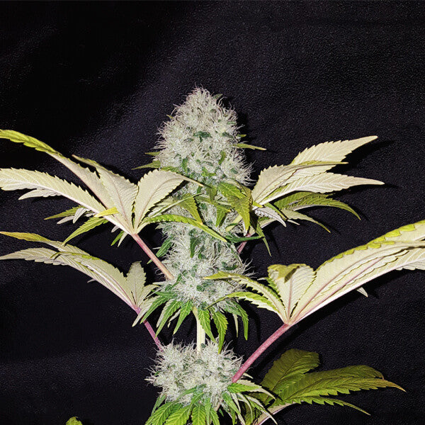 ROYAL QUEEN SEEDS - CRITICAL KUSH FEMMINIZZATA