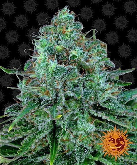 BARNEY'S FARM - CRITICAL KUSH FEM