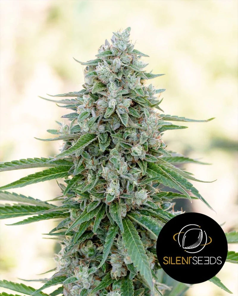 Silent Seeds - CRITICAL MANGO
