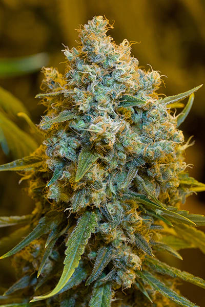 Silent Seeds - CRITICAL JACK