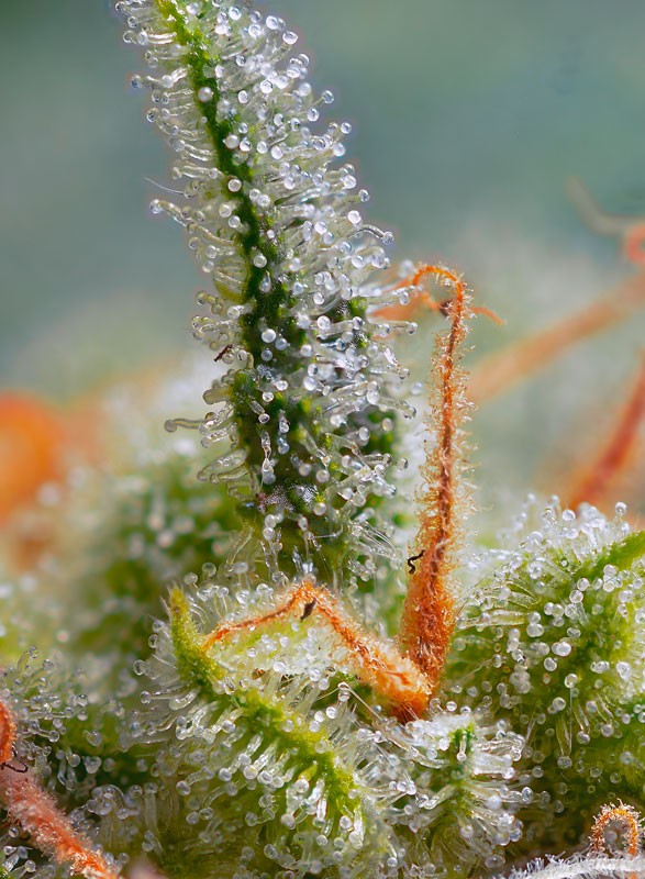 SWEET SEEDS - CRYSTAL CANDY AUTO