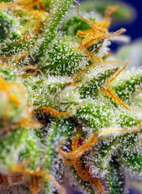 SWEET SEEDS - CRYSTAL CANDY XL AUTO