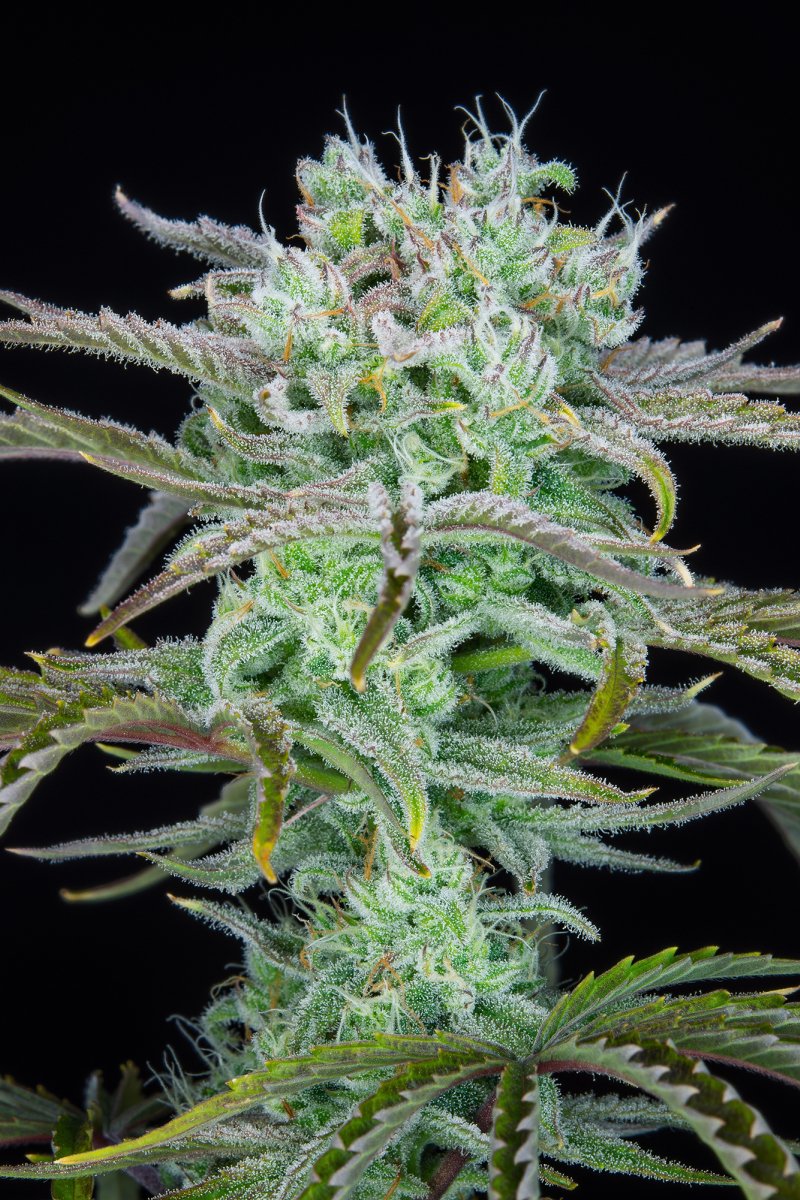 FAST BUDS - STRAWBERRY BANANA AUTO
