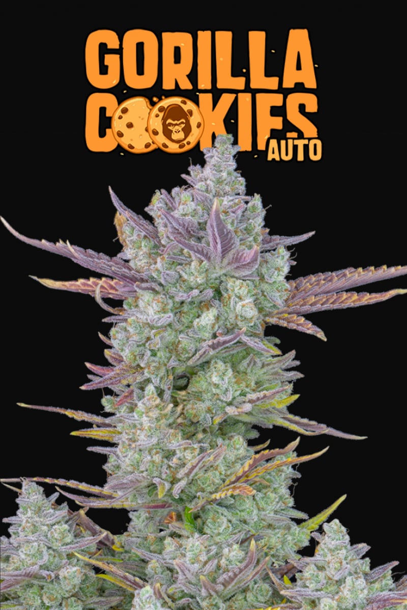 FAST BUDS - GORILLA COOKIES AUTO
