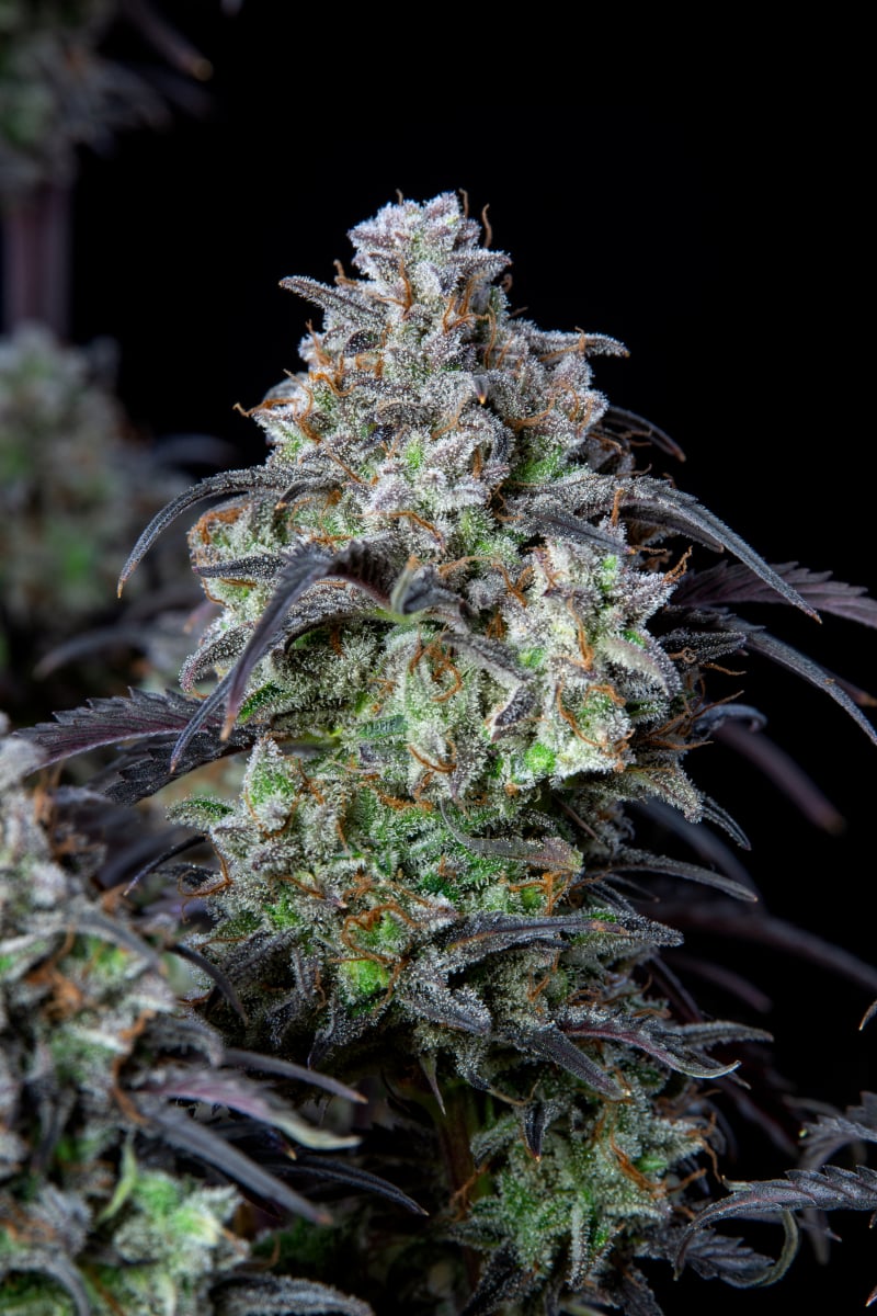 FAST BUDS - MIMOSA CAKE AUTO