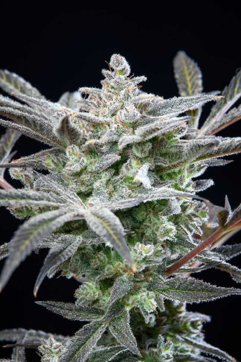 FAST BUDS - STRAWBERRY GORILLA AUTO