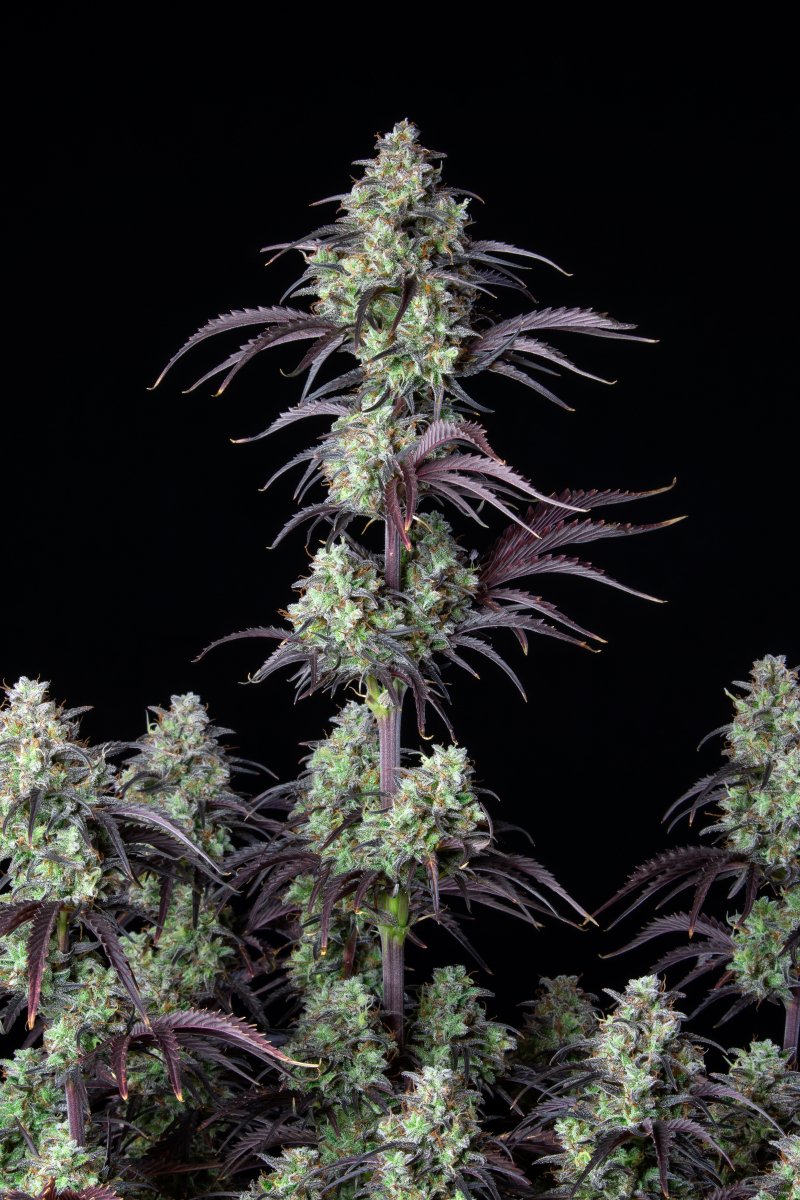 FAST BUDS - MIMOSA CAKE AUTO