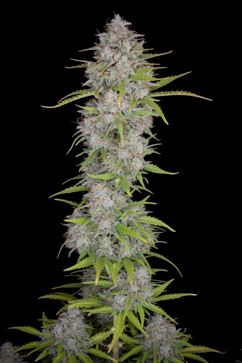 FAST BUDS - ORANGE SHERBET AUTO