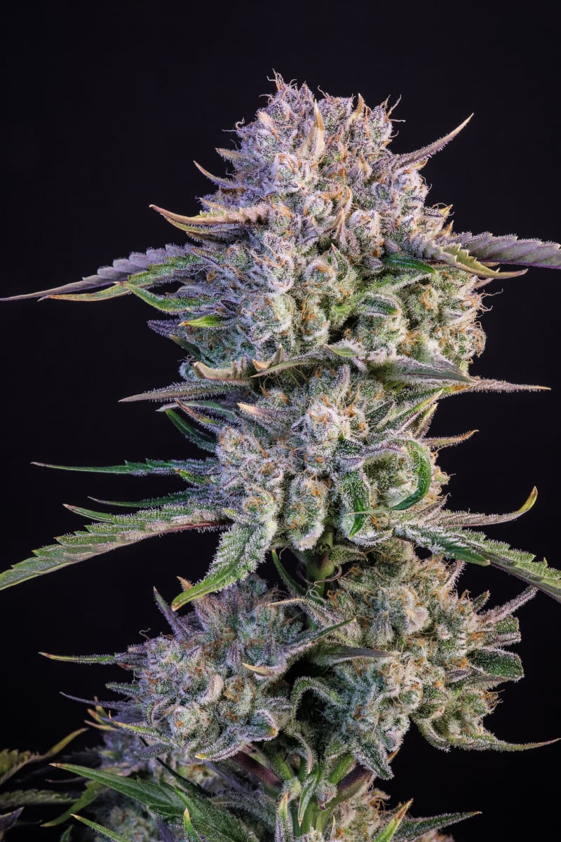 FAST BUDS - STRAWBERRY GORILLA AUTO