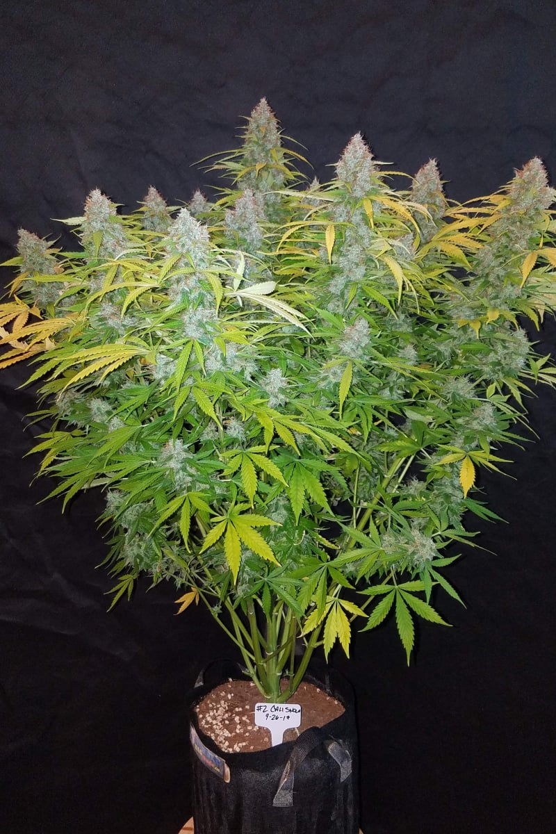 FAST BUDS - CALIFORNIAN SNOW AUTO