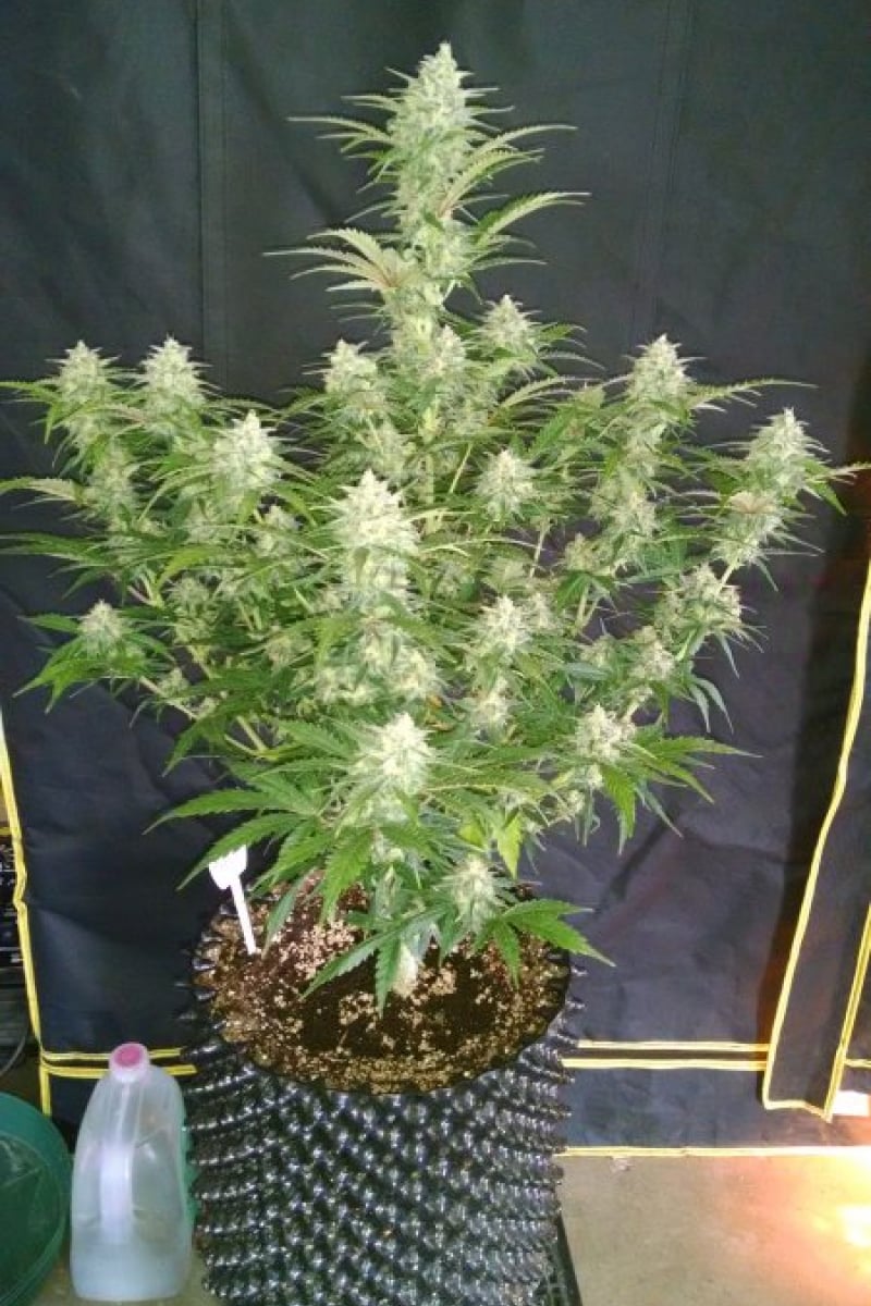 FAST BUDS - GRAPEFRUIT AUTO