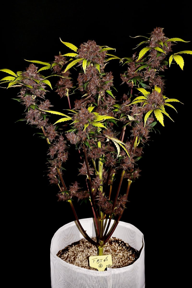 FAST BUDS - PURPLE LEMONADE AUTO