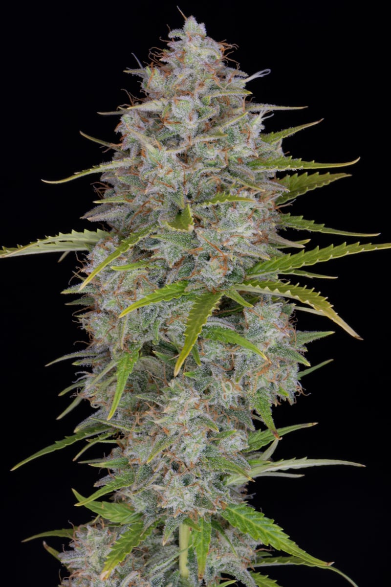 FAST BUDS - ORANGE SHERBET AUTO