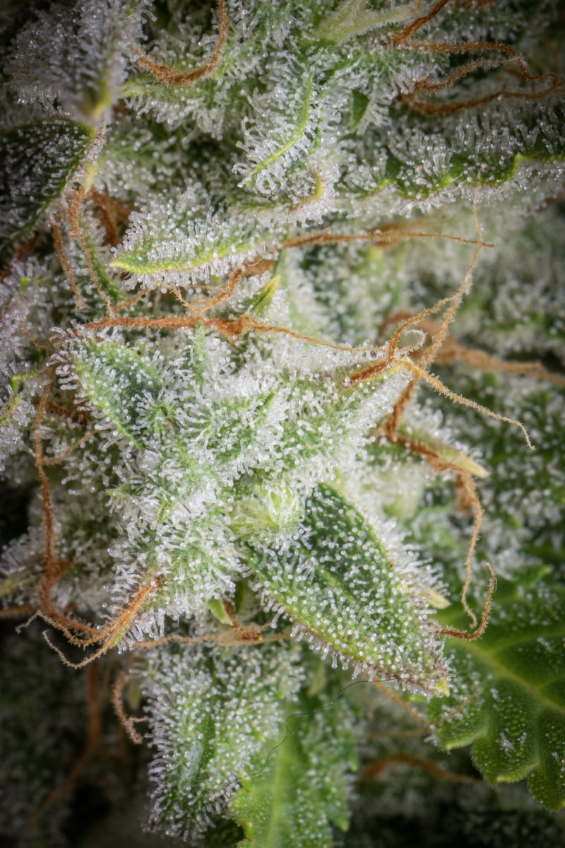 FAST BUDS - ORANGE SHERBET AUTO