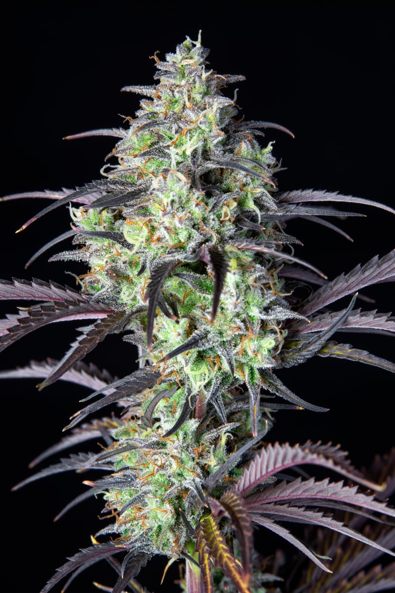 FAST BUDS - MIMOSA CAKE AUTO