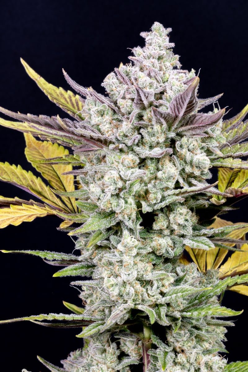 FAST BUDS - GORILLA COOKIES AUTO