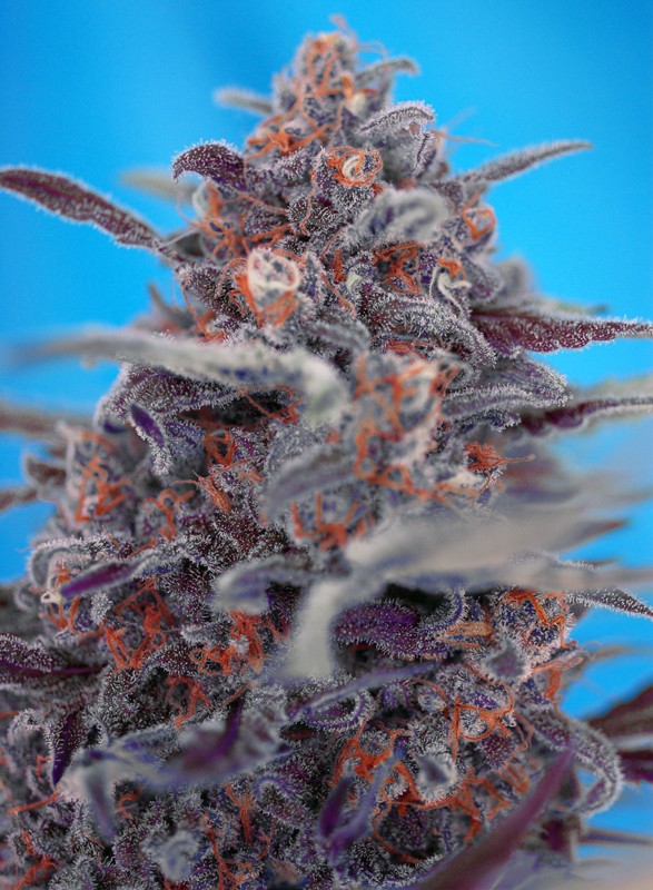 SWEET SEEDS - DEVIL CREAM AUTO