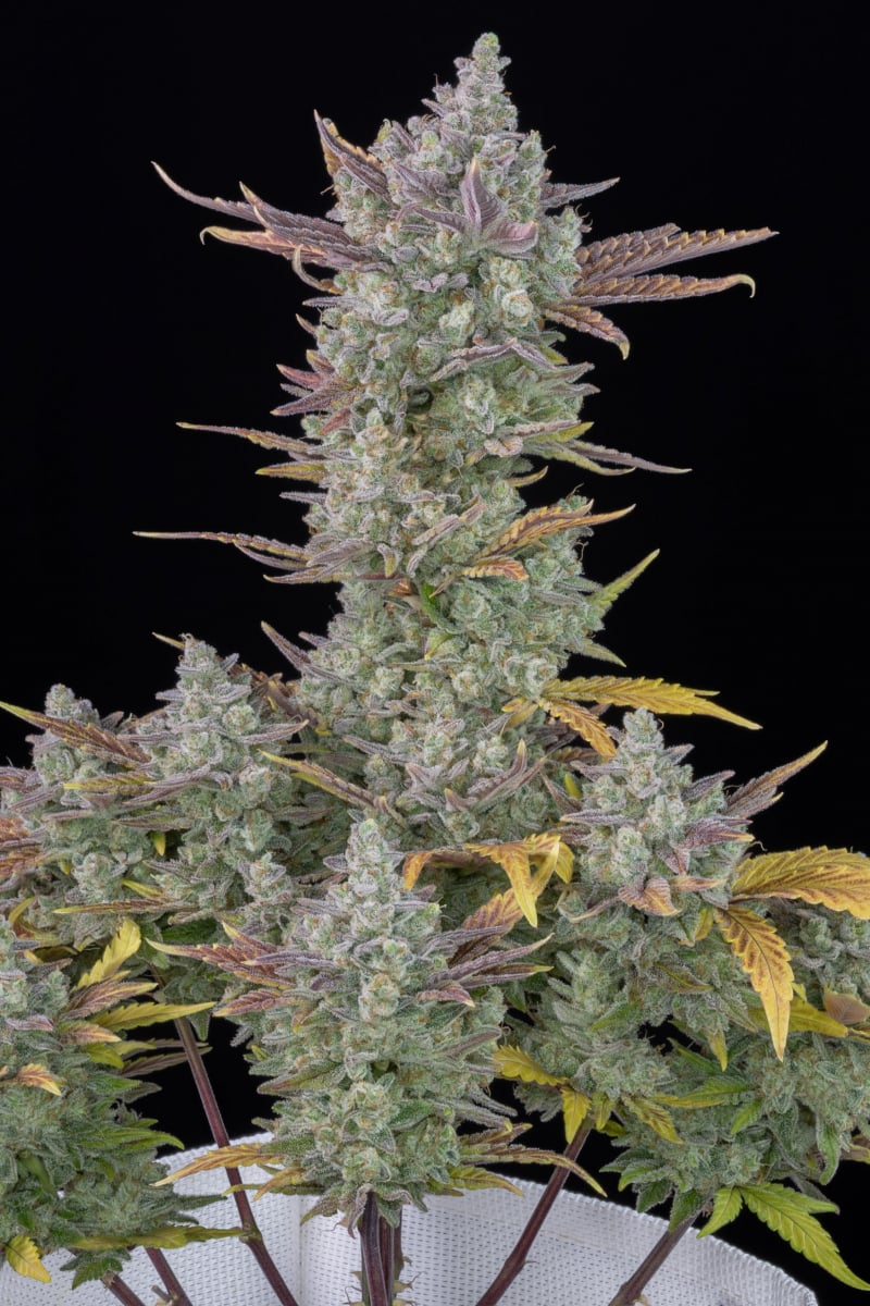 FAST BUDS - GORILLA COOKIES AUTO