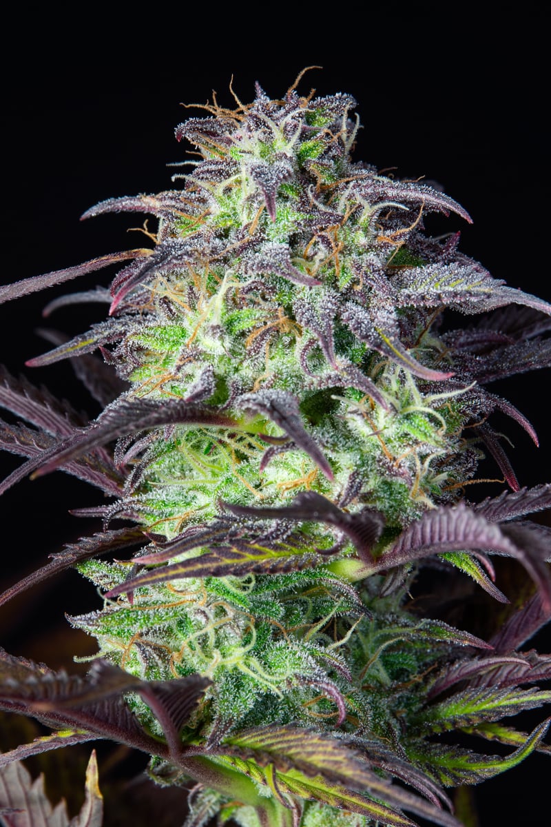 FAST BUDS - BLUEBERRY AUTO