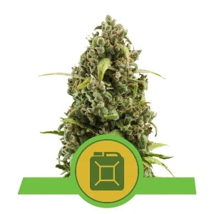 ROYAL QUEEN SEEDS - DIESEL AUTO