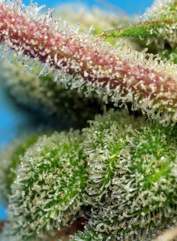 SWEET SEEDS - DO-SWEET-DOS