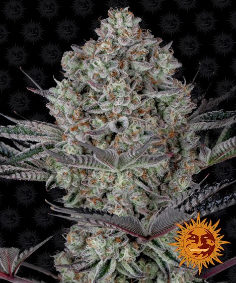BARNEY'S FARM - DOS SI DOS 33 FEM