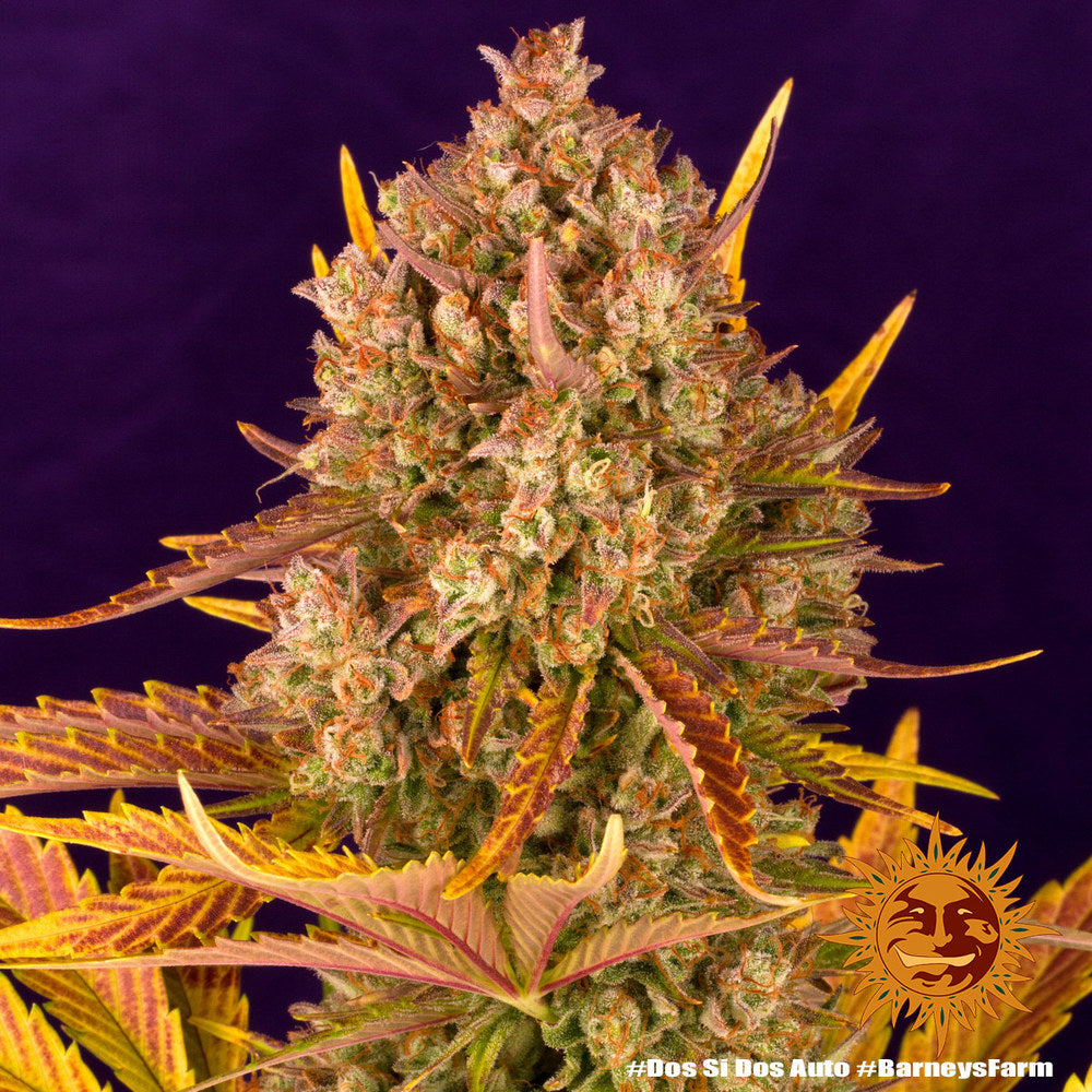 BARNEY'S FARM - DOS SI DOS AUTO