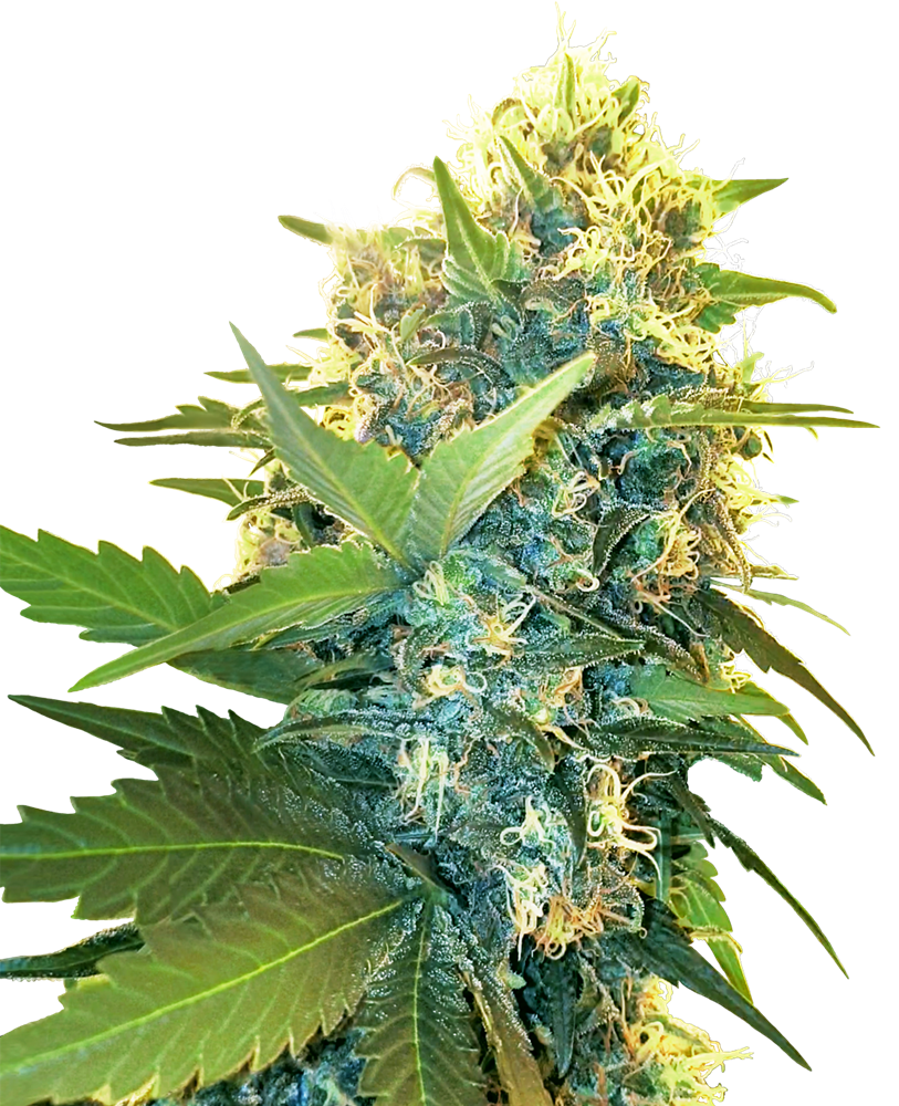 SENSI SEEDS - DOUBLE KUSH CAKE FEMMINIZZATA - RESEARCH