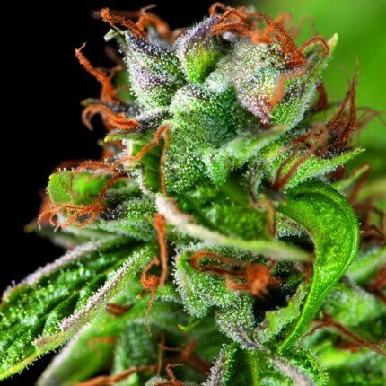 PYRAMID SEEDS - DOUBLE OG HAZE
