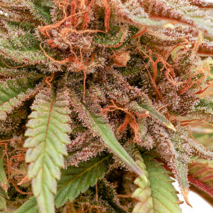 DUTCH PASSION - DURBAN DEW FEMMINIZZATA