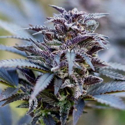 DUTCH PASSION - DURBAN POISON FEMMINIZZATA