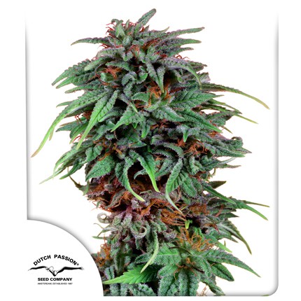 DUTCH PASSION - DURBAN POISON FEMMINIZZATA