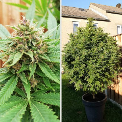 DUTCH PASSION - DURBAN POISON FEMMINIZZATA