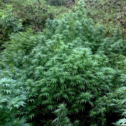DUTCH PASSION - DURBAN POISON FEMMINIZZATA