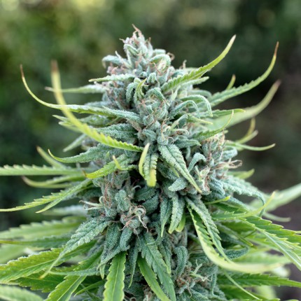 DUTCH PASSION - DURBAN POISON FEMMINIZZATA