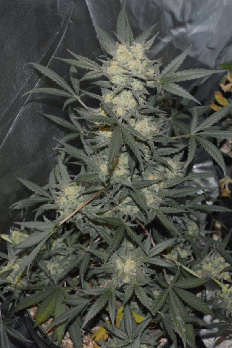 FAST BUDS - GIRL SCOUT COOKIES AUTO