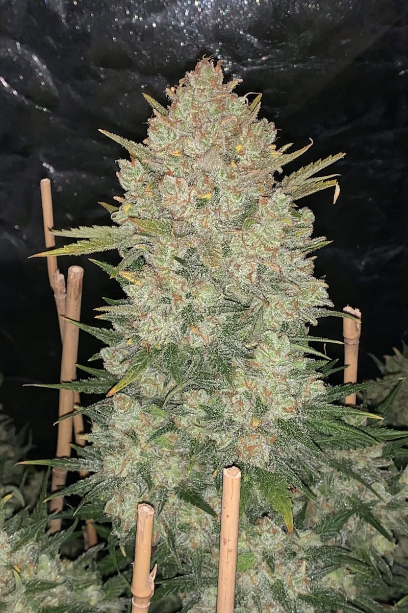 FAST BUDS - OG KUSH AUTO