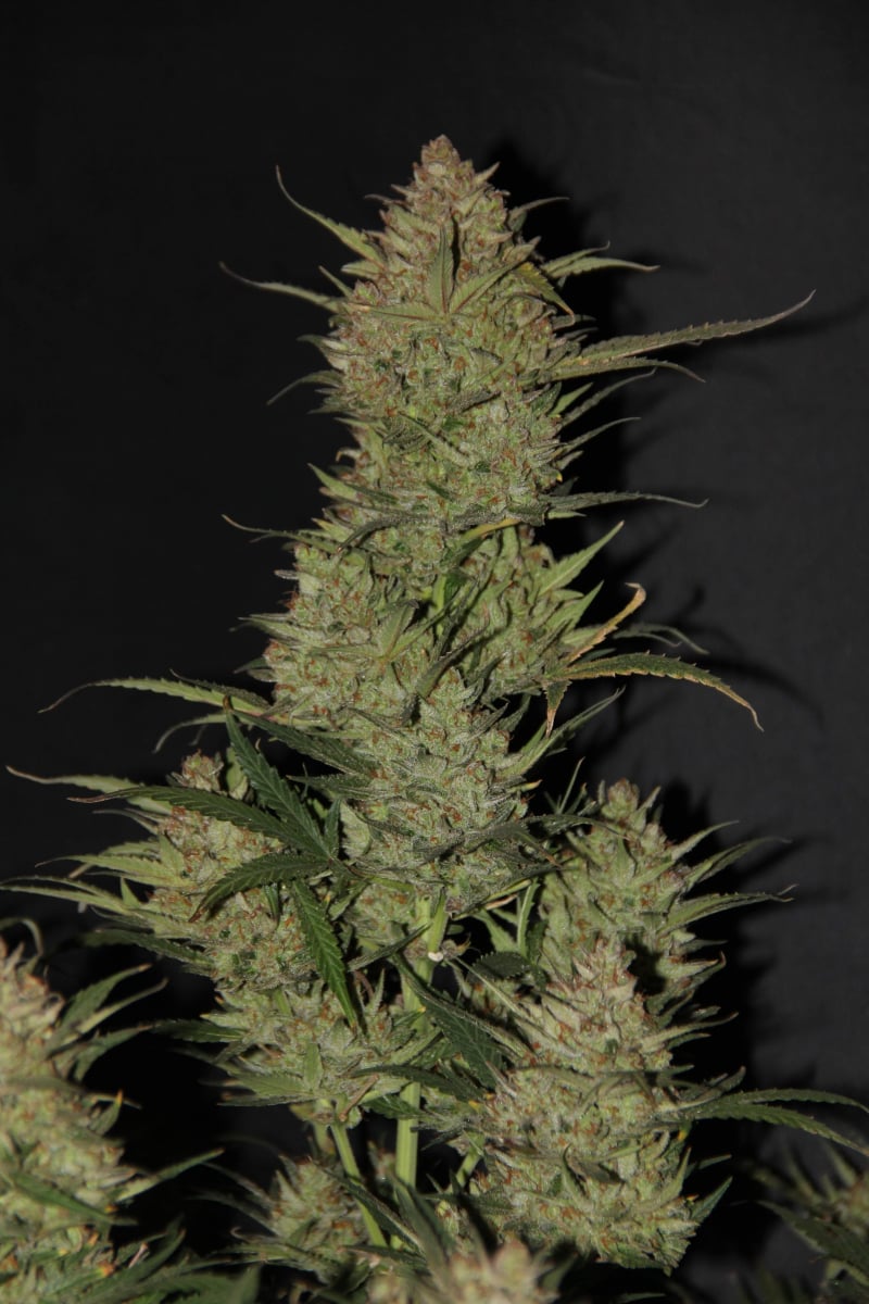 FAST BUDS - OG KUSH AUTO