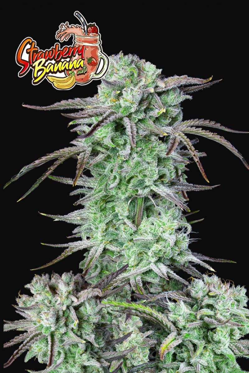 FAST BUDS - STRAWBERRY BANANA AUTO