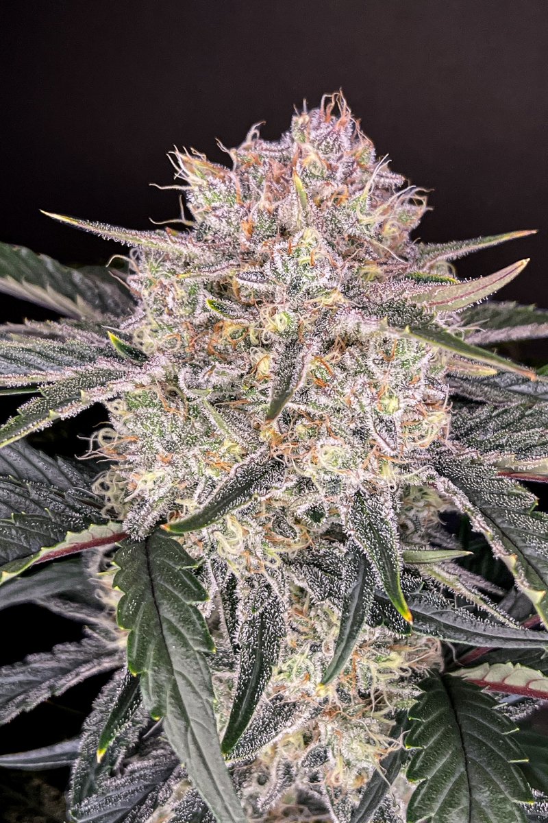 FAST BUDS - STRAWBERRY GORILLA AUTO