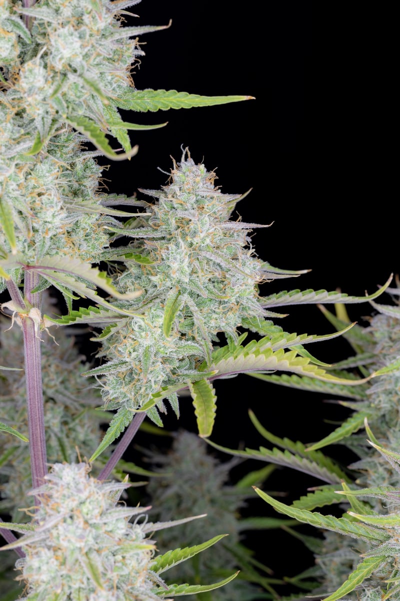 FAST BUDS - WEDDING CHEESECAKE AUTO