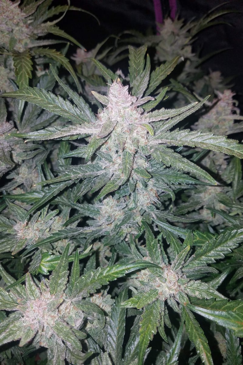 FAST BUDS - MEXICAN AIRLINES AUTO